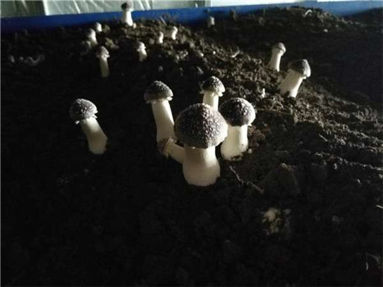 【六村共建看太康网络主题宣传】大许寨罗古洞：食用菌种植，富了村民美了环境